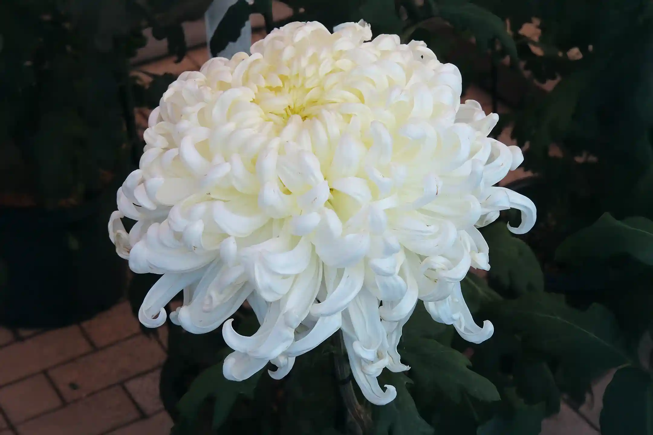 Bespoke Discovery | “What is 'Flower' in Japanese? A Thorough